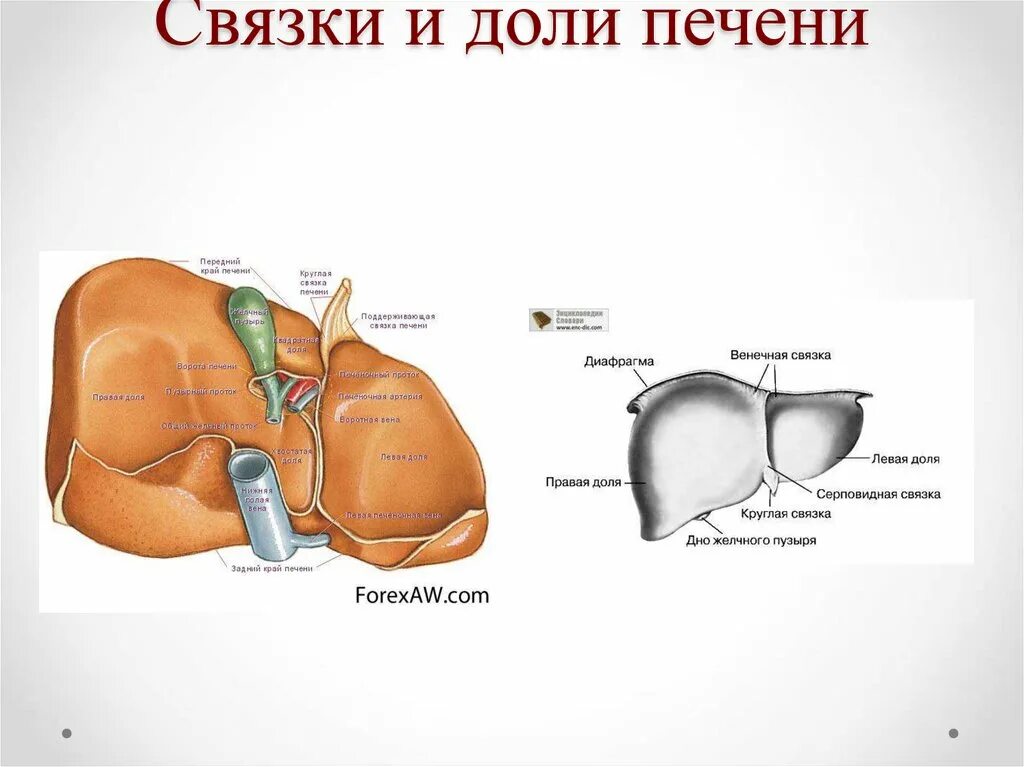 Край печени острый. Доли и связки печени. Круглая связка печени топография. Печень строение серповидная связка. Круглая связка серповидные связки печени.