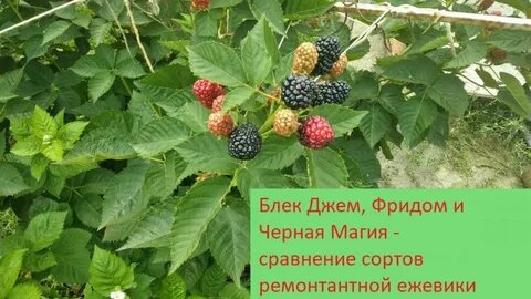 Ежевика джем описание