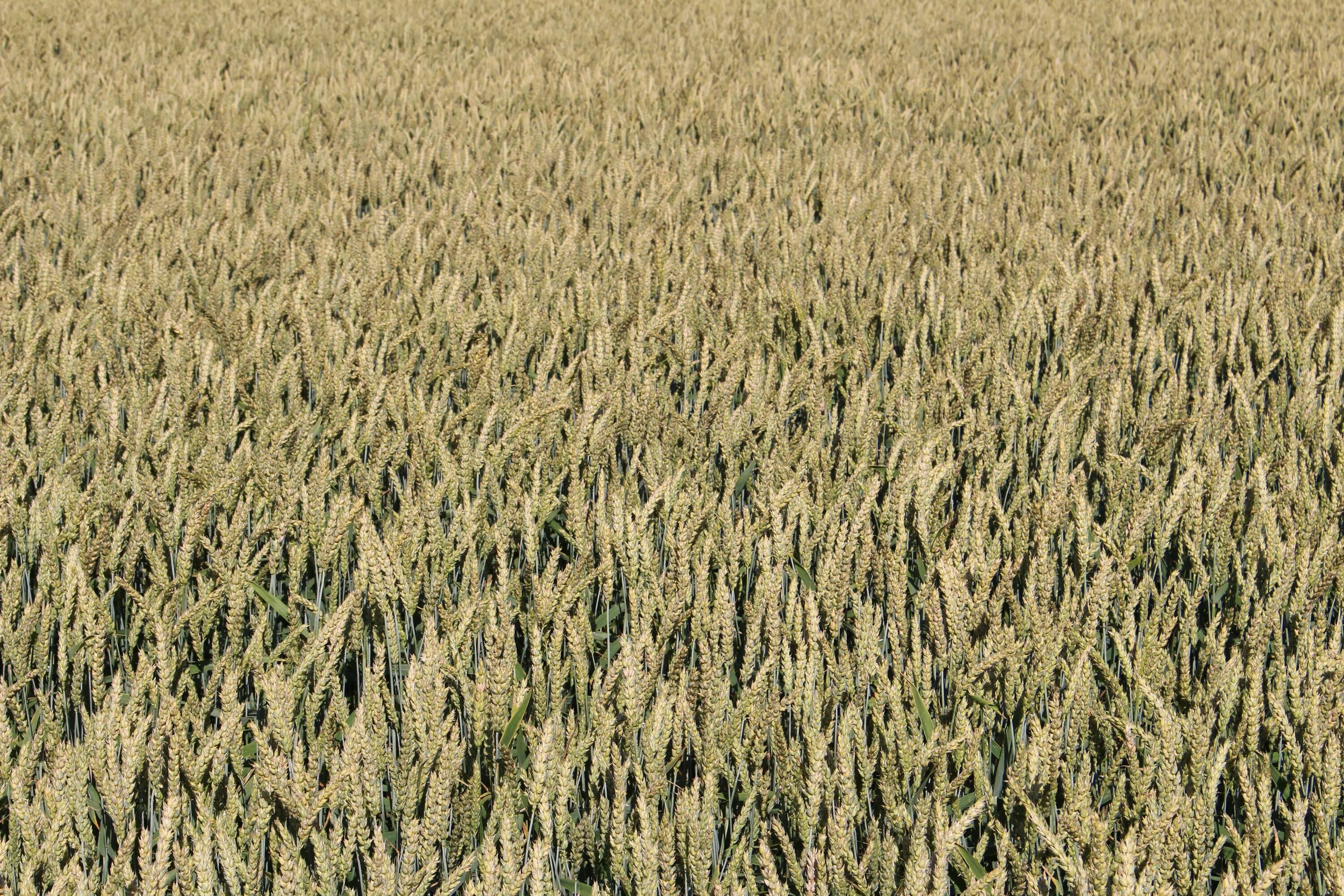 Поле ячменя. Куст пшеницы. Природа плантации пшеницы. Тритикале плантация. Natural harvest