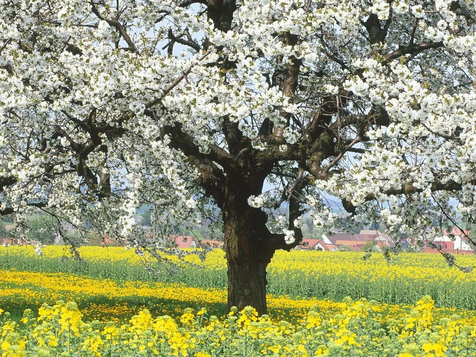 Bahor rasmlari. Цветущий Яблоневый сад весной. Яблоневый сад Юрьев-польский район. Яблоневый сад в цвету дерево.
