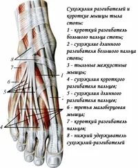 Сухожилия 1 пальца стопы. Сухожилия 1 пальца стопы