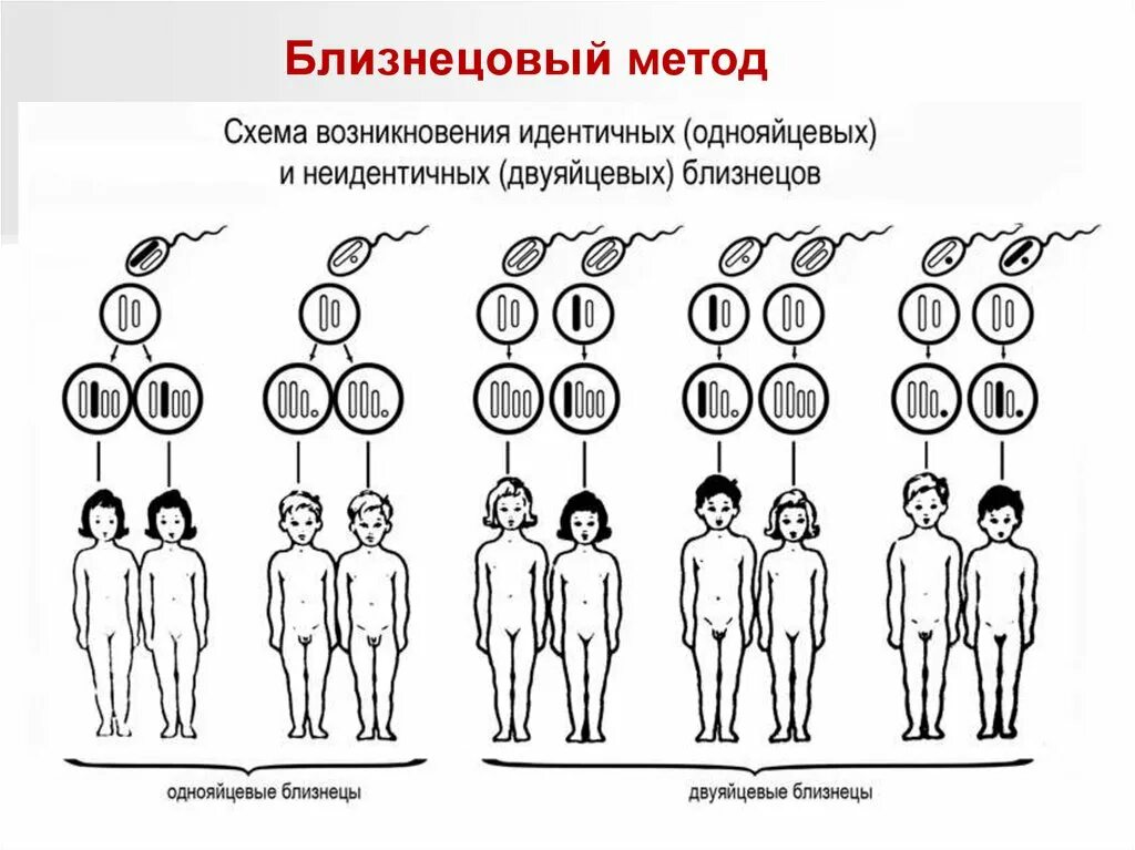 По какой линии передается двойня