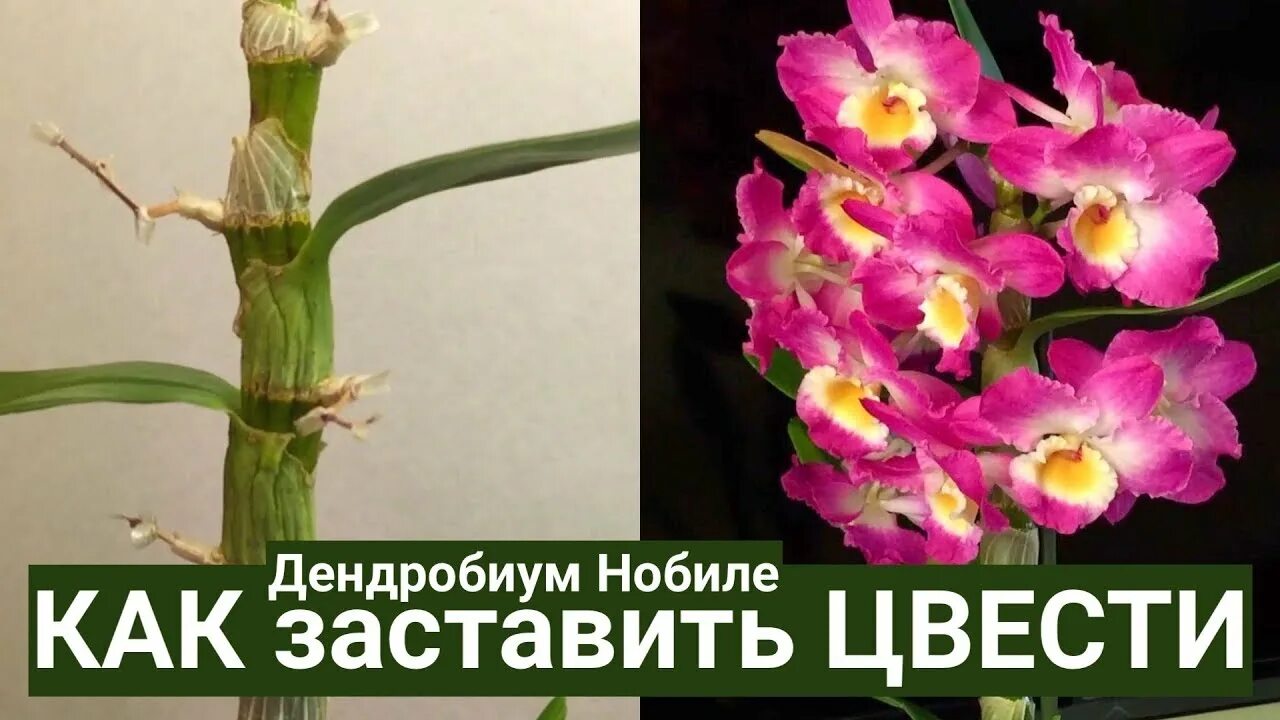 Орхидея дендробиум после цветения. Орхидея дендробиум нобиле. дендробиум нобиле акатзуки. дендробиум орхидея пересаживание. орхидея дендробиум отцвела.