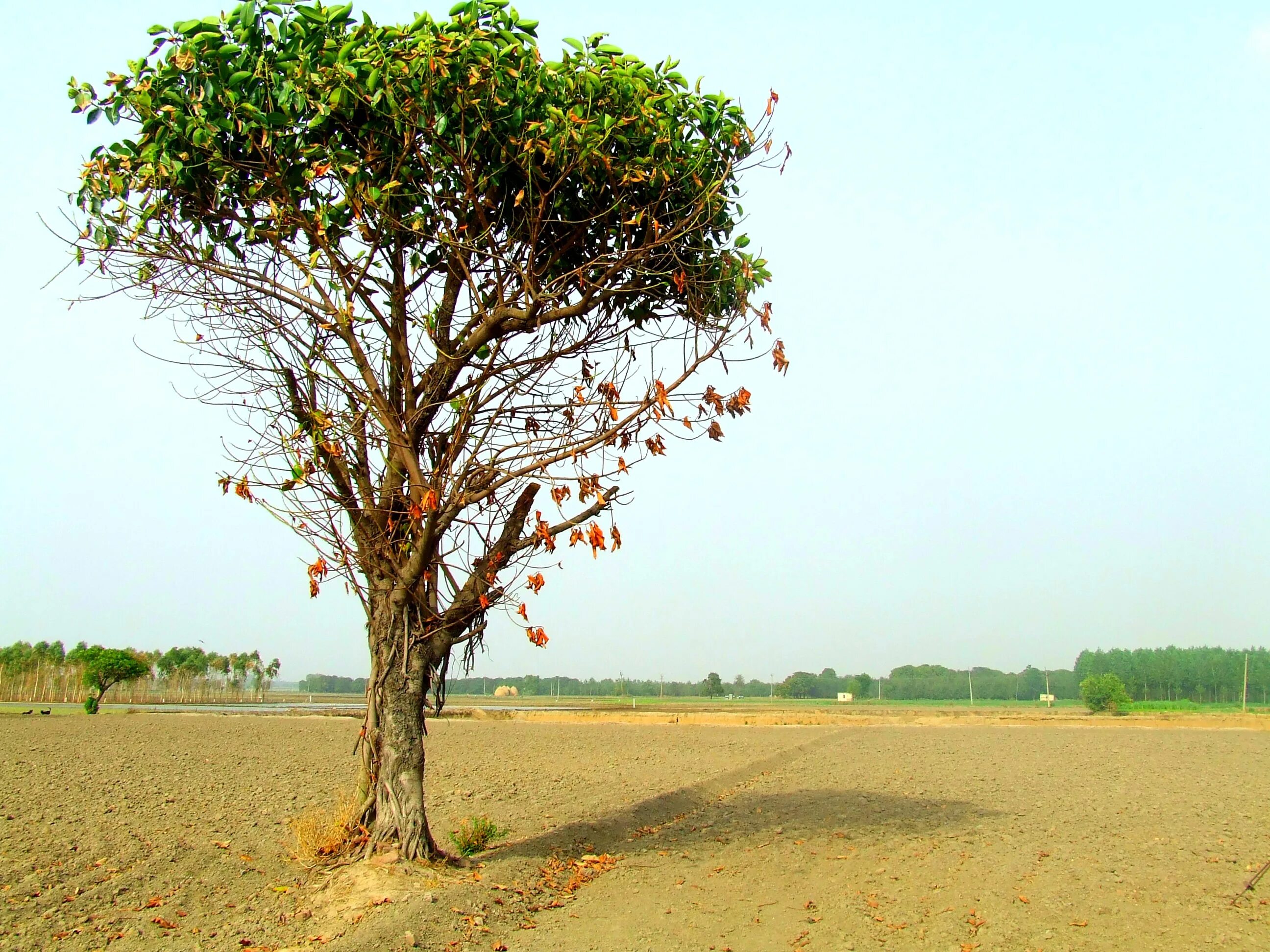 Файервуд Индия дерево. Деревья в Индии. Деревья в Индии название. Деревце с Индии. Культовые деревья