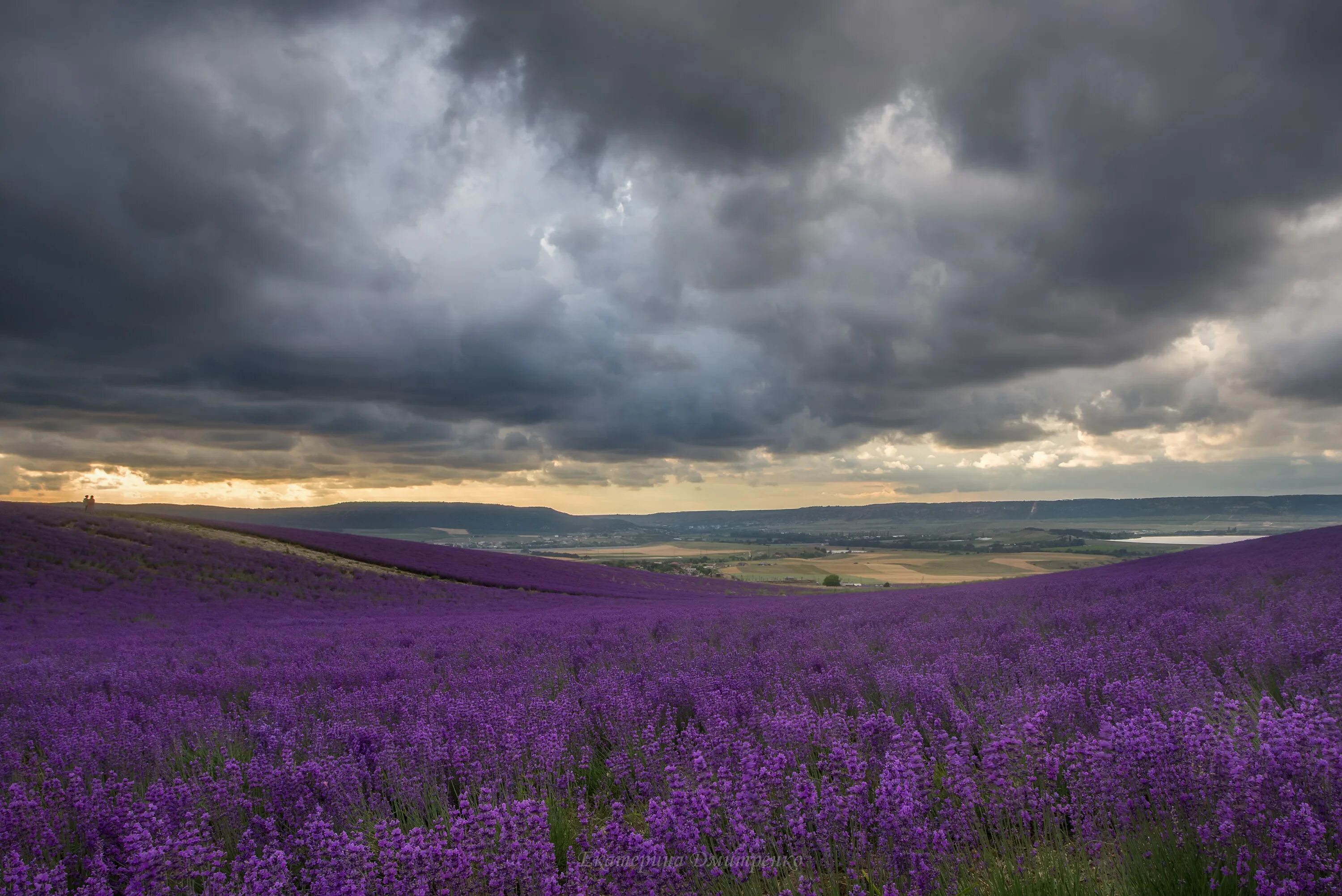 Лавандовые поля тургеневка бахчисарайский район. Тургеневка бахчисарайский район лаванда. Тургеневка лавандовые поля. Тургеневка бахчисарайский район. Тургеневка лавандовые поля.