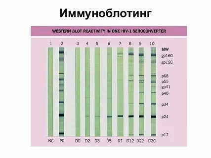 Иммуноблотинг это