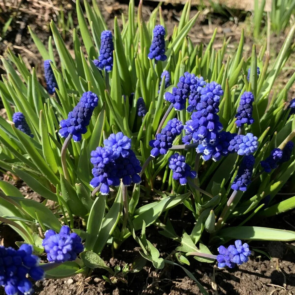 Мускари Muscari Armeniacum 15 шт. - Florasad