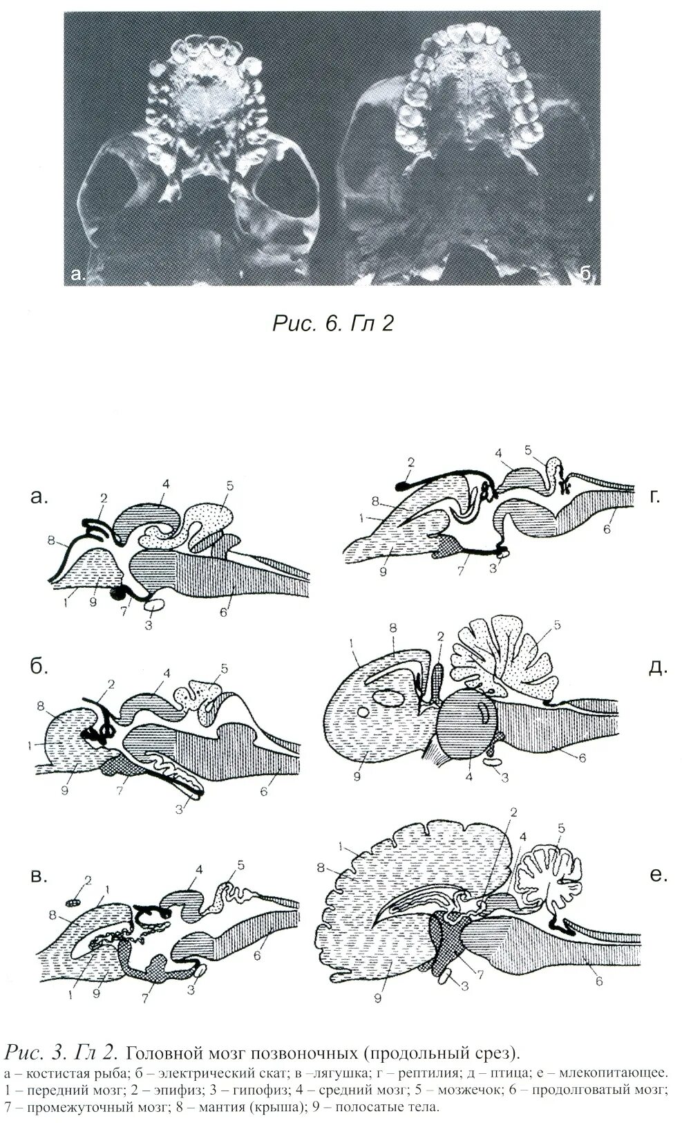 Эволюция мозга у позвоночных животных. Схема развития головного мозга позвоночных. Эволюция головного мозга позвоночных таблица. Эволюция головного мозга позвоночных схема. Схема развития головного мозга позвоночных животных.
