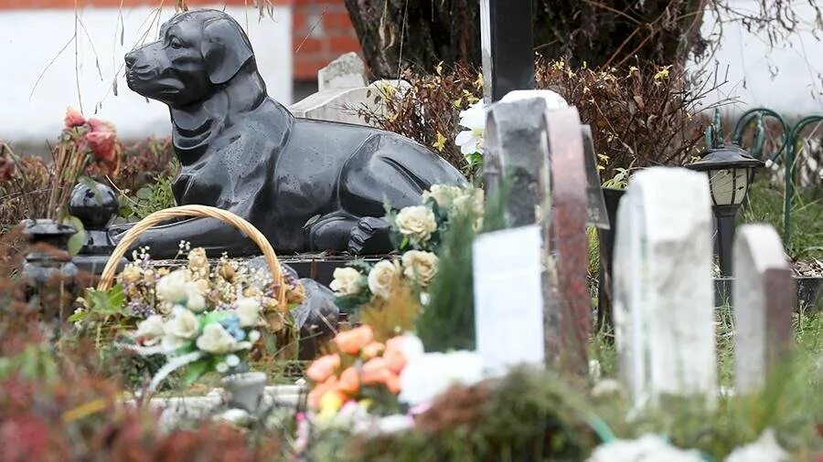 Захоронение животных. Городское кладбище животных кремирование. погребение домашних животных. похороны животных.