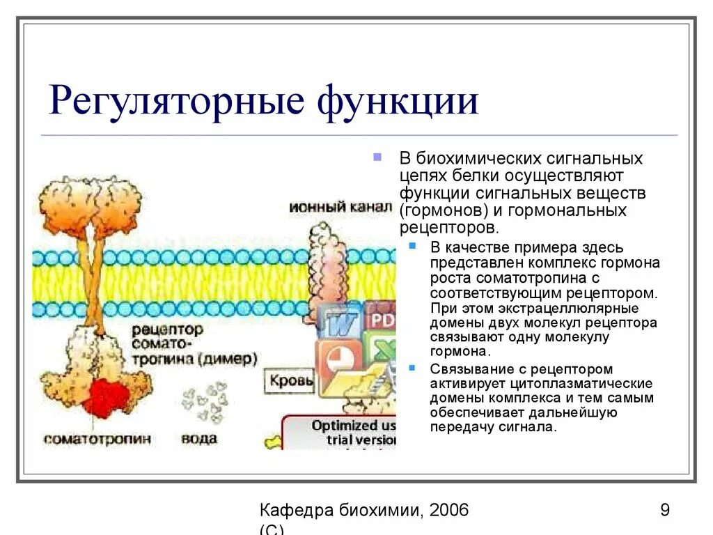 Регуляторная функция белка. Функции белков Регуляторная функция. Регуляторная роль белков. Функции белков гормонов. Пояснить главную функцию белков