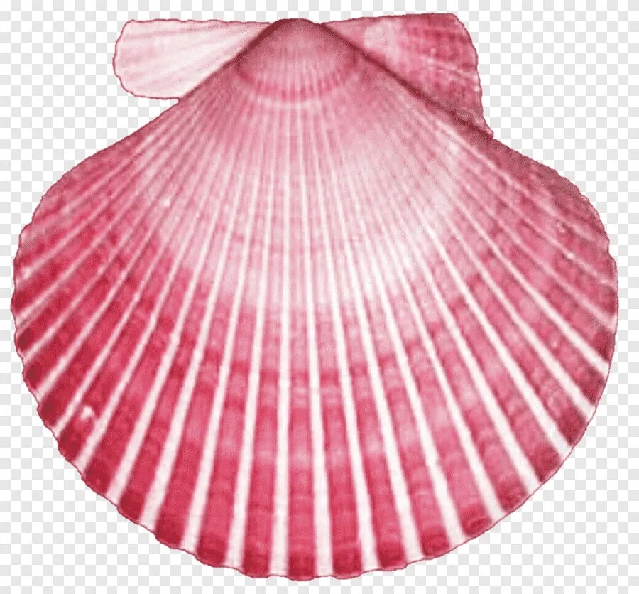 Прозрачный моллюск. Морской гребешок Ракушка. Розовая Ракушка. Ракушка для детей. Прозрачная Ракушка.