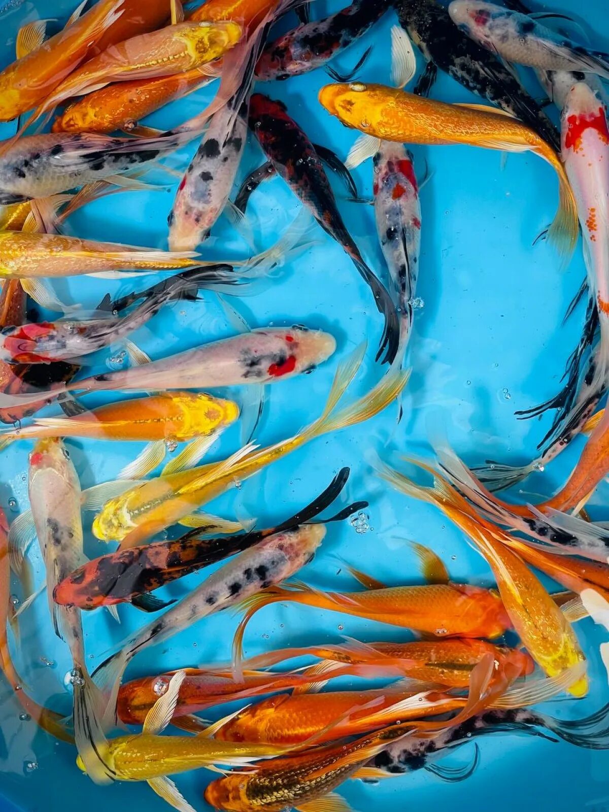 Форель карпы кои. Карп кои размеры. Кои 10. Mini nishikigoi(colored carp). Карпы кои в москве.