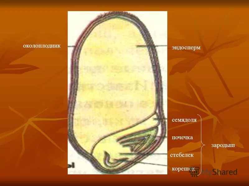 Семядоля стебелек корешок и почечка эндосперм. Эндосперм почечка семядоля стебелёк. Эндосперм семядоли зародыш. Эндосперм зародышевый корешок семядоля.