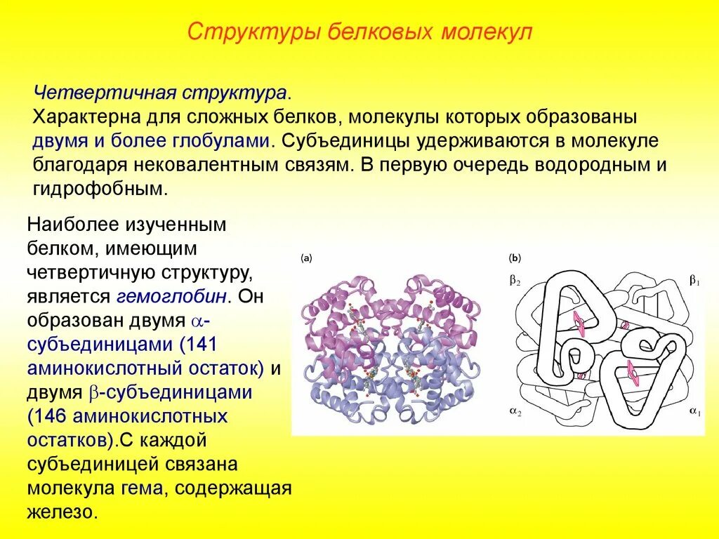 Для молекул белка характерна