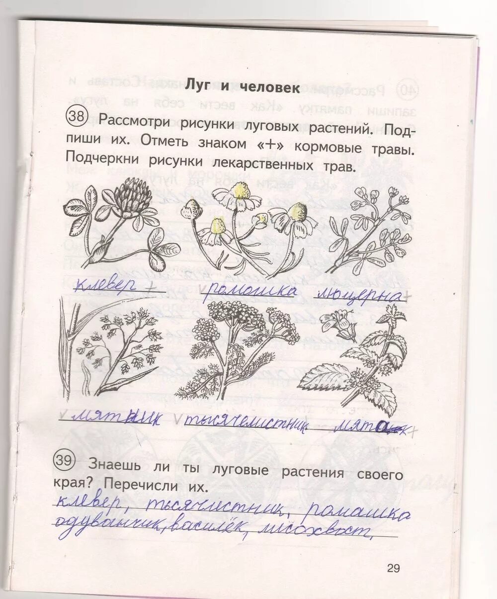 Рассмотрите рисунок 3 класс. Ра смотри рисунки луговых растений. Рассмотри рисунки луговых растений. Тетрадь по окружающему миру 3 класс. Рабочая тетрадь по окружающему миру 3 класс Федотова.