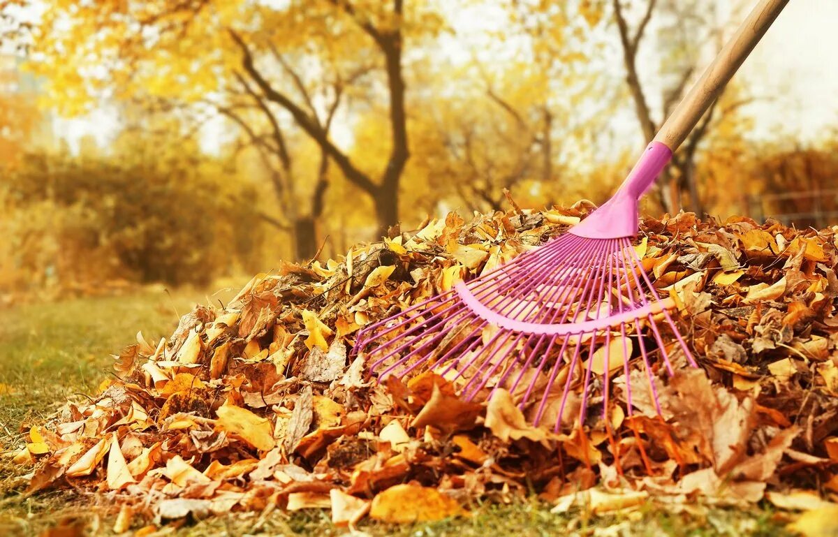Нужно ли убирать листву. Уборка листьев. Уборка листьев осенью. Осень в саду. Уборка листьев в саду.