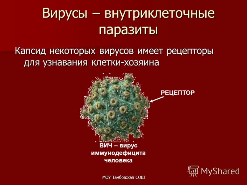 Почему вирусы можно. Вирусы облигатные внутриклеточные паразиты. Почему вирусы называют внутриклеточными паразитами. Почему вирусы внутриклеточные. Вирусы являются внутриклеточными паразитами.