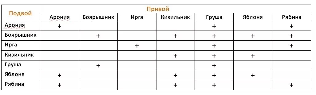 Совместимость подвоя и привоя плодовых деревьев таблица. Таблица совместимости прививки плодовых деревьев. Привой подвой таблица. Прививка плодовых деревьев таблица совместимости. Соседство яблони