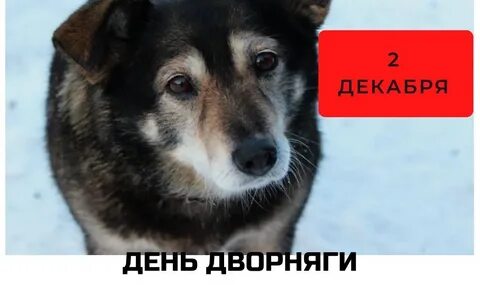 Пес сережа