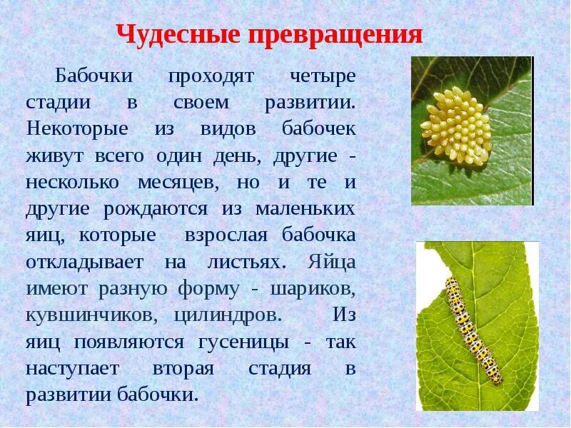 Через сколько гусеница превращается в бабочку. Трансформация гусеницы в бабочку. этапы превращения гусеницы в бабочку. стадии превращения гусеницы в бабочку. превращение гусеницы в бабочку.