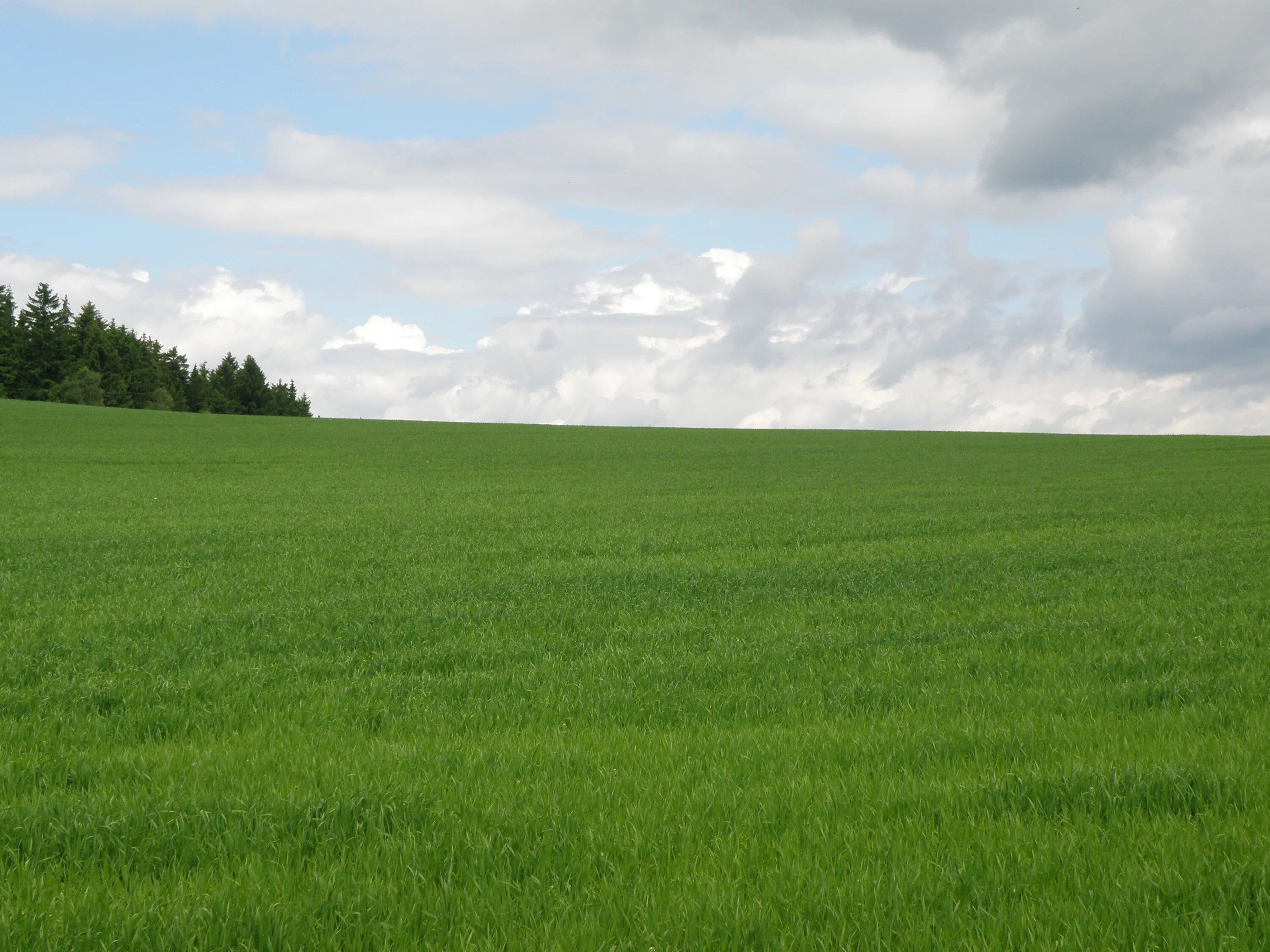 Три поля. Небольшое зеленое поле. Пустое зеленое поле. Зелёное поле в перспективе. Луг зеленый чистый.