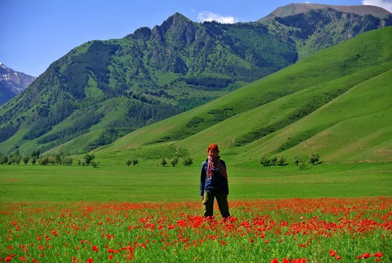 Киргизия в мае. Джайлоо Иссык Куль. Тянь Шань Киргизия маки. Маковые поля Иссык Куль. Тюльпановое поля в Киргизии.