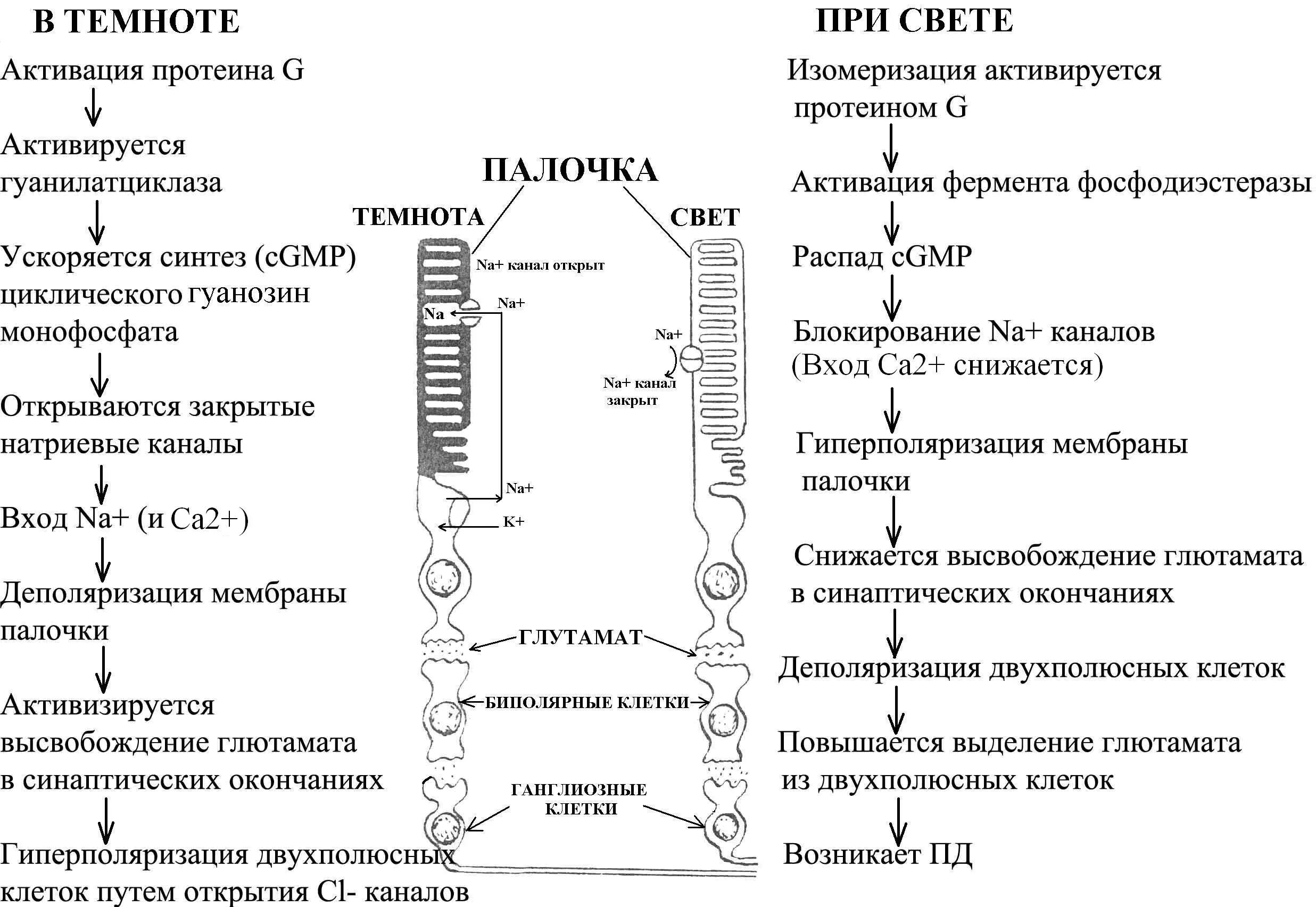 Механизм фоторецепции глаза физиология. Фотохимические процессы в сетчатке схема. Схема сенсорные преобразования в фоторецепторах. Механизм активации палочек и колбочек.