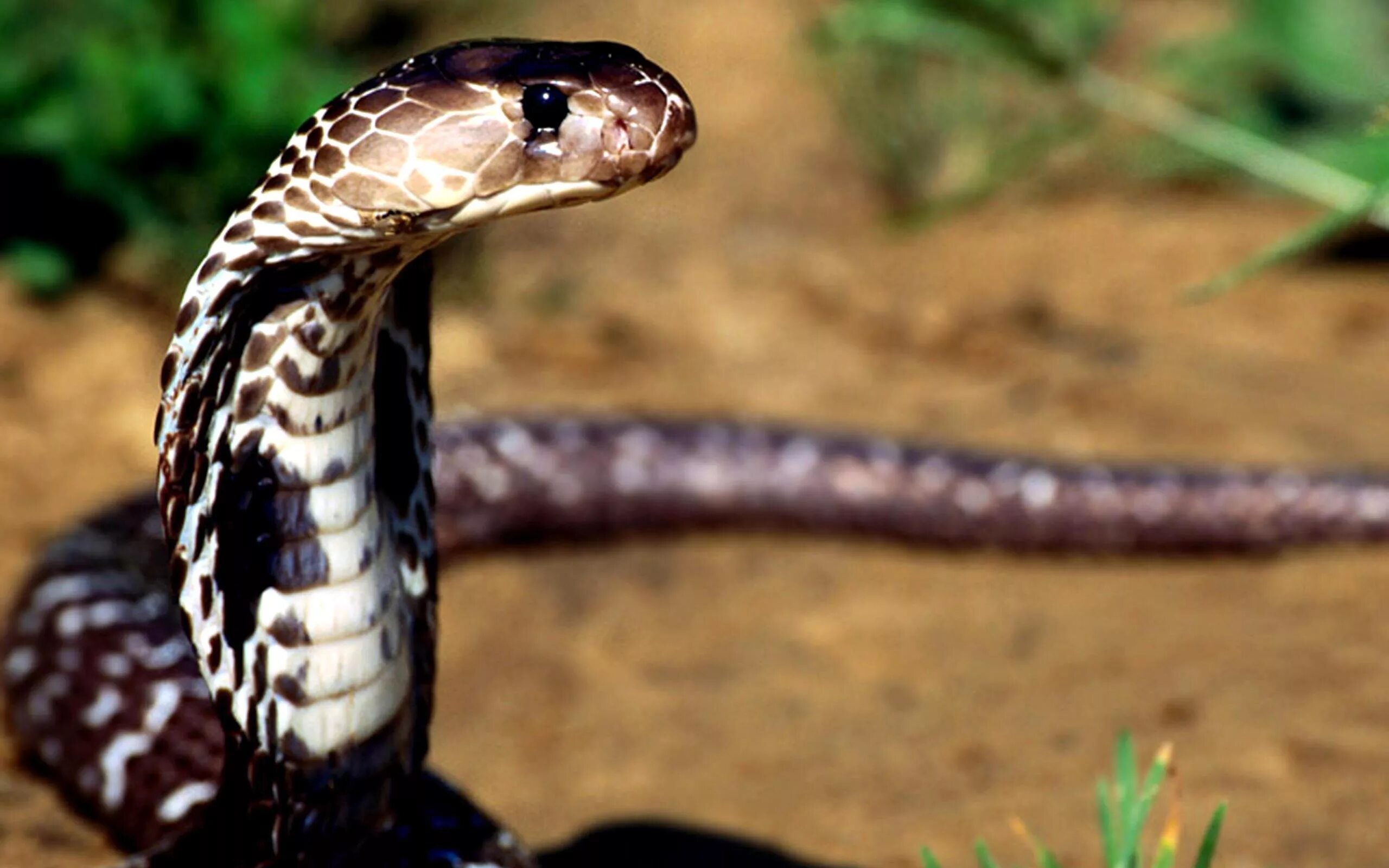 Cobra на русском. Королевская Кобра Нагайна. Королевская Кобра гамадриад. Пресмыкающиеся змеи Кобра Королевская. Северокавказская Кобра.