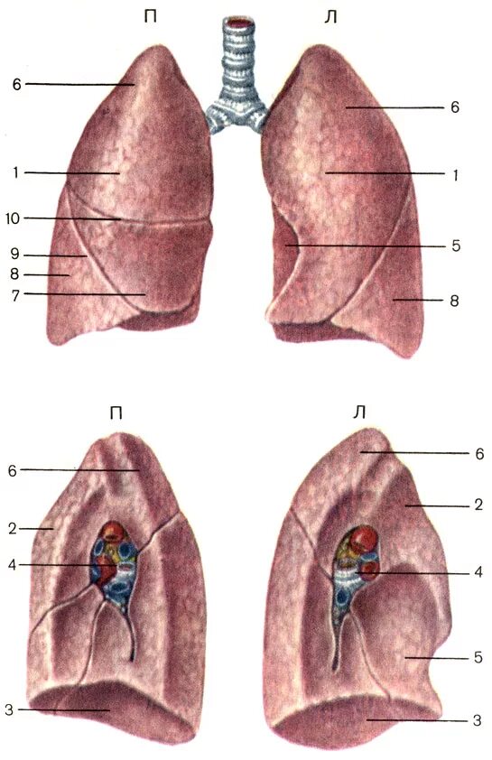 Анатомия левого лёгкого. Правое и левое легкое строение. Средостенная поверхность левого легкого. Левое легкое имеет