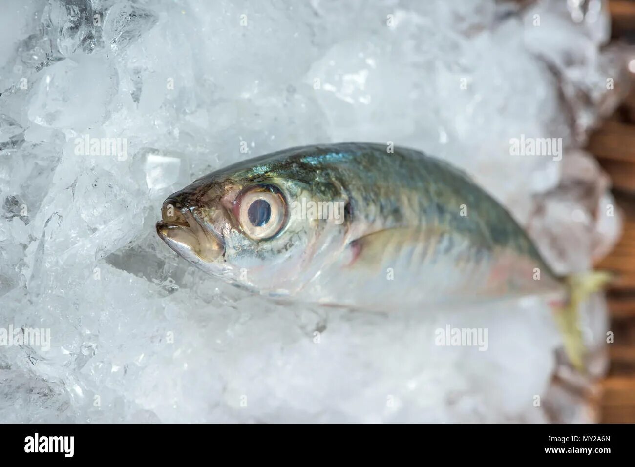 Значение фразеологизма биться как рыба об лед. Рыба на льду. Рыба бьется об лед. Биться как рыба об лед. Молчит как рыба об лед.