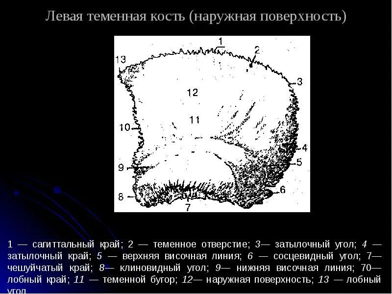 4 теменная кость. Теменная кость кость кость. Левая теменная кость наружная поверхность. Теменная кость черепа. Теменная кость наружная поверхность.