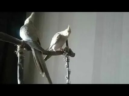Самка кореллы зовет