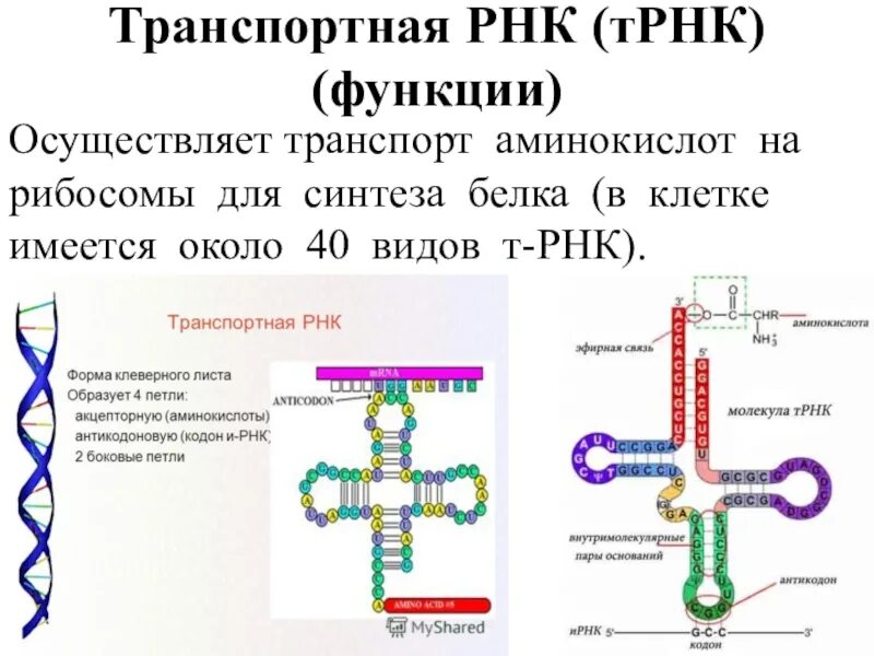 Хранит наследственную информацию копирует наследственную