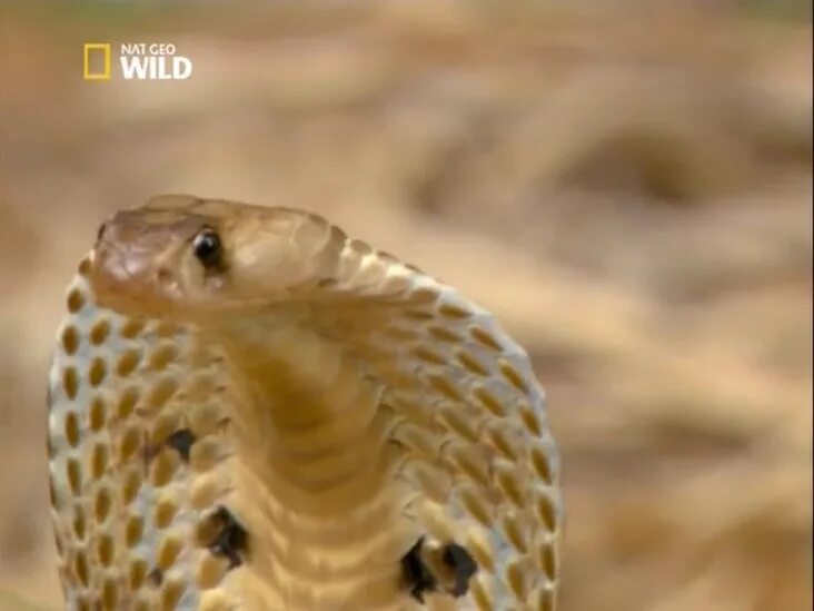 документальные фильмы про ядовитых змей. пятнистый полоз змея. опасные змеи азии. опасные змеи азии. опасные змеи азии.