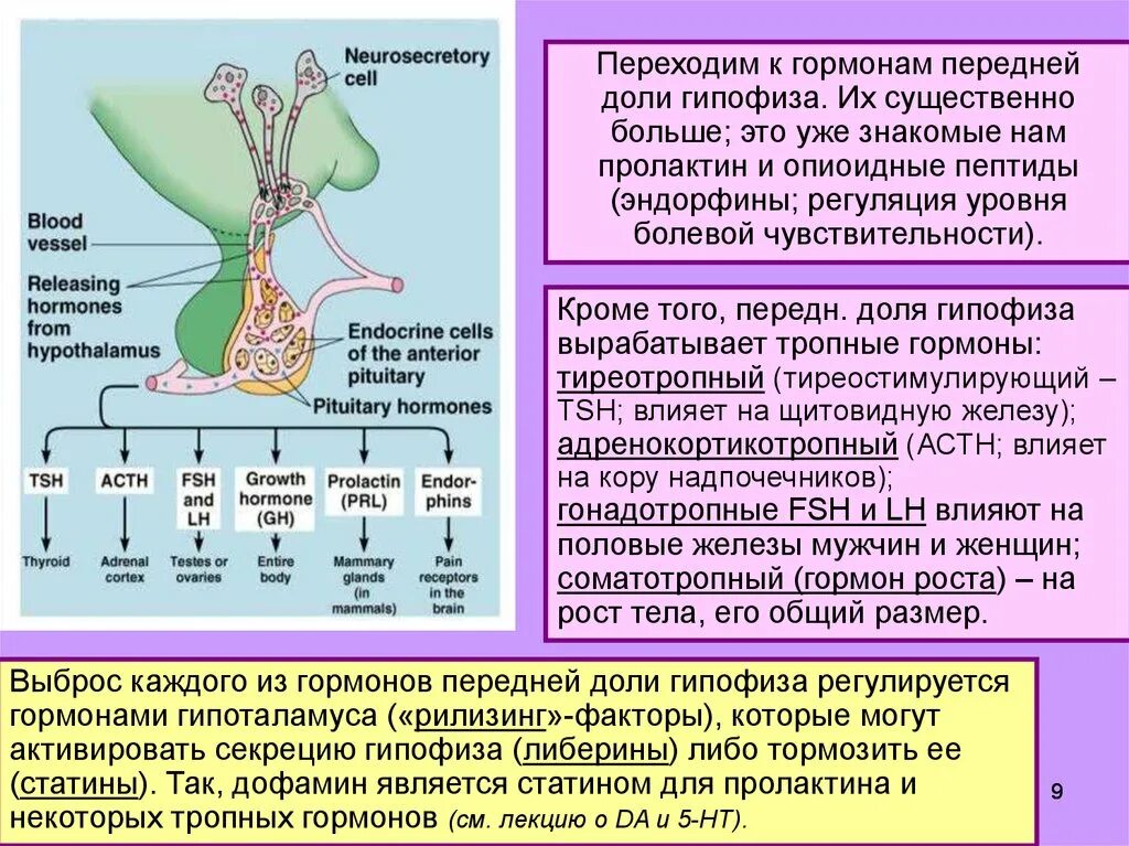 Гормоны переднего гипофиза. Тропные гормоны гипофиза схема. Гормоны гипоталамо-гипофизарной системы таблица. Гормоны передней доли гипофиза схема. Гормоны долей гипофиза таблица.