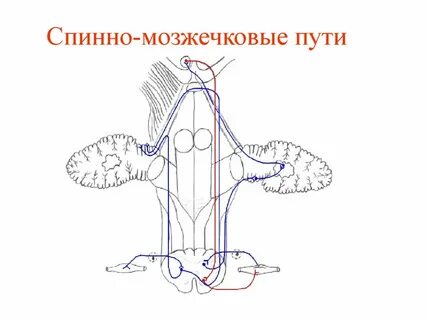 Передний спинно таламический путь