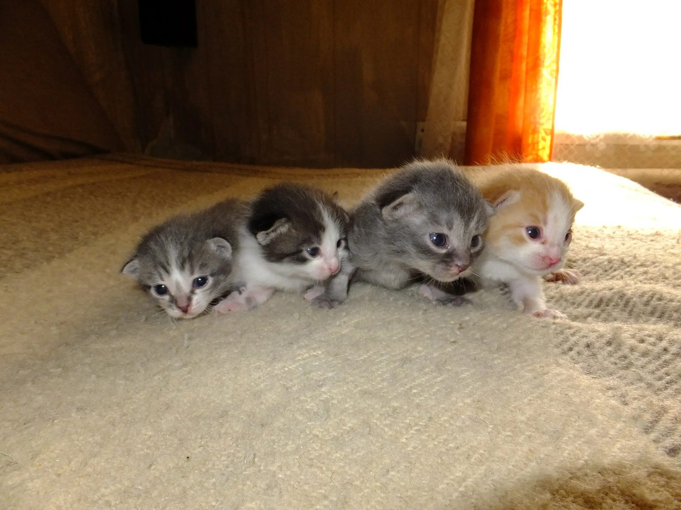 Котята которые только. Только что родившиеся котята. маленькие котята которые только родились. новорожденные котята.