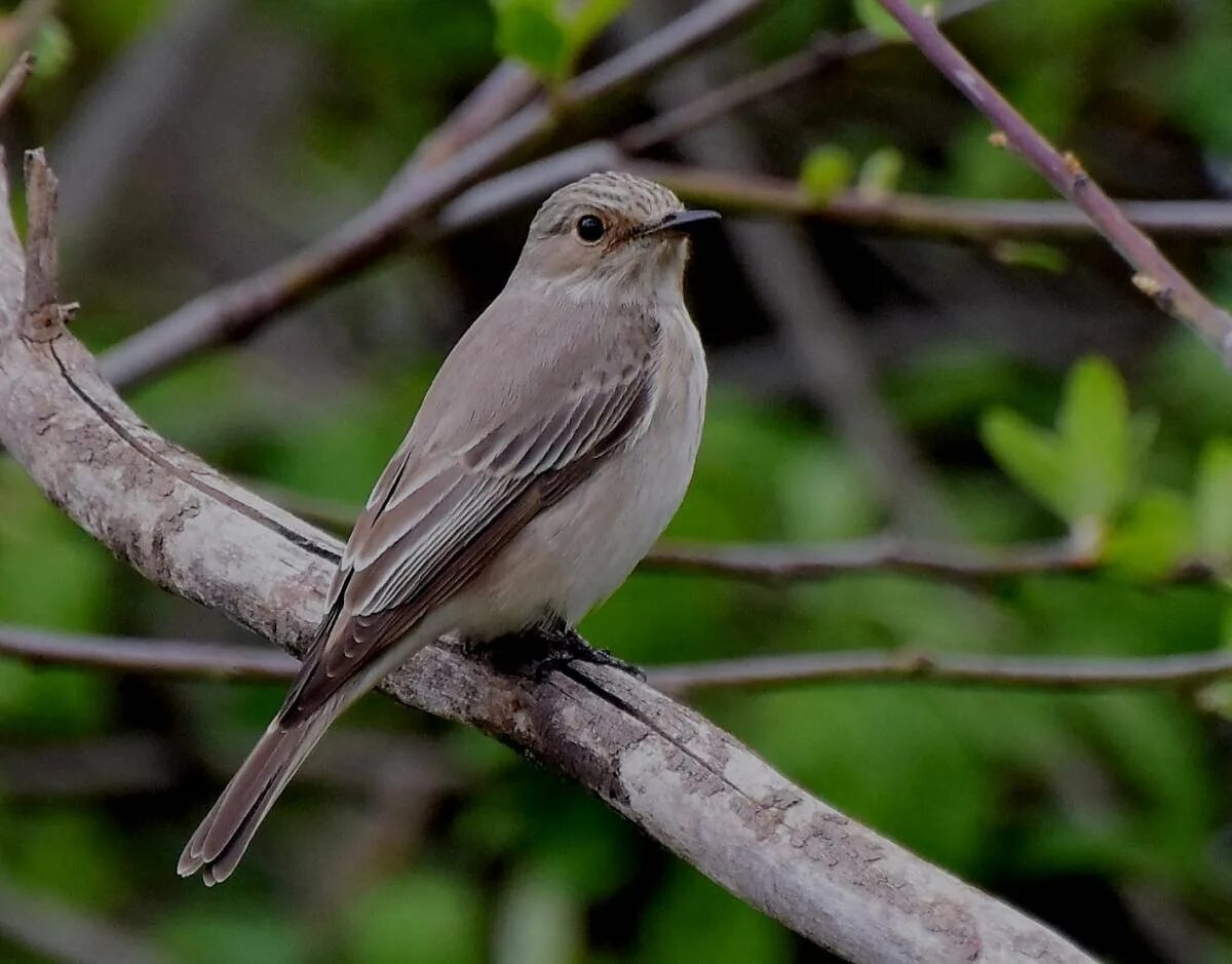 Серая мухоловка (Muscicapa striata). Мухоловка серая – Muscicapa striata (Pallas, 1764). Мухоловка пеструшка птенец. Мухоловка горихвостка птица.