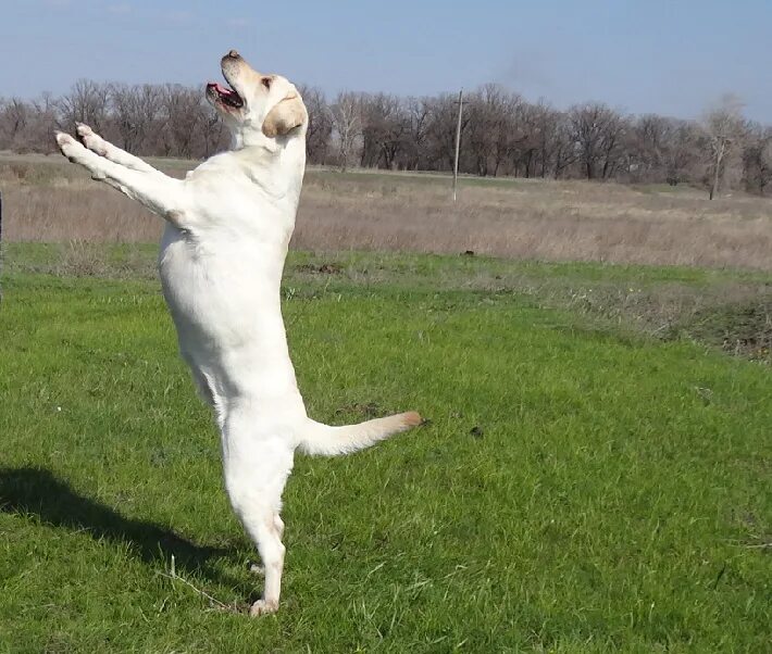 Собака на 2 лапах. Лабрадор прыгает. Пес на двух лапах.