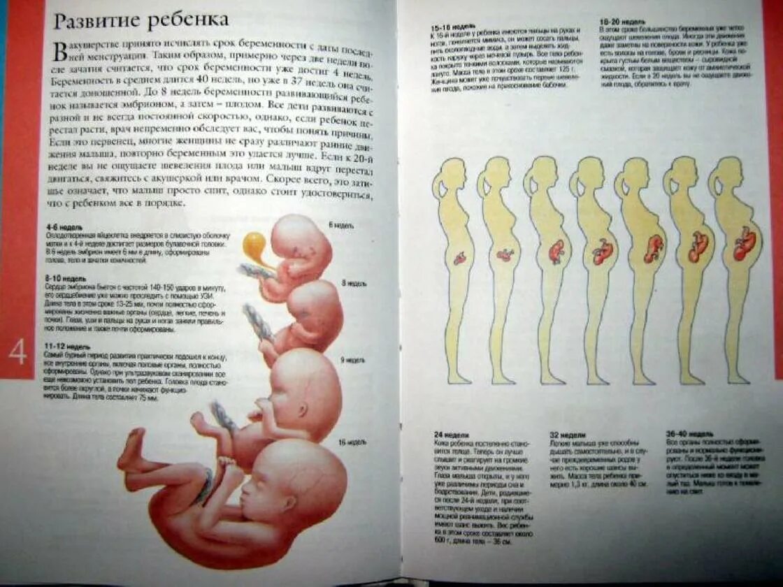 Недели беременности ру. Развитие ребёнка по неделям. Ребенок по неделям беременности. Формирование плода по неделям. Стадии развития ребенка в утробе.