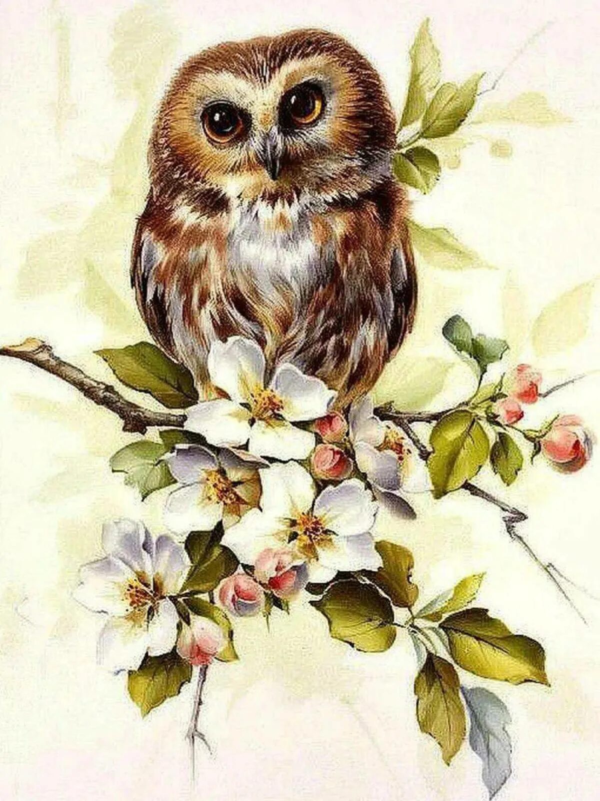 Цвет совы. Совушки на ветке. Сова на ветке. Цвет совы рисунок. Сова на ветке рисунок.