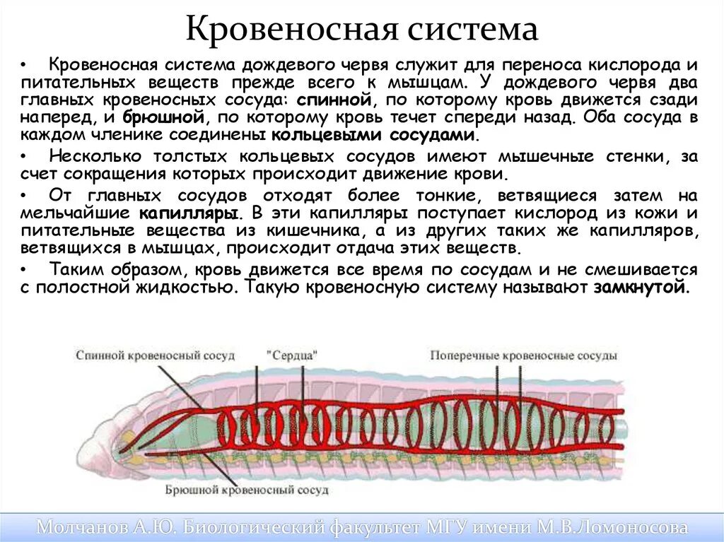 Спинная сторона червя. Строение кровеносной системы дождевого червя. Кровеносная система дождевых червей. Движение крови по сосудам у дождевого червя. Кровеносные сосуды дождевого червя.