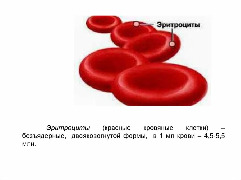 Форма эритроцитов человека. Форма эритроцитов в крови человека. Эритроциты красные безъядерные клетки двояковогнутой формы. Эритроциты форма и строение. Строение и Размеры эритроцитов.