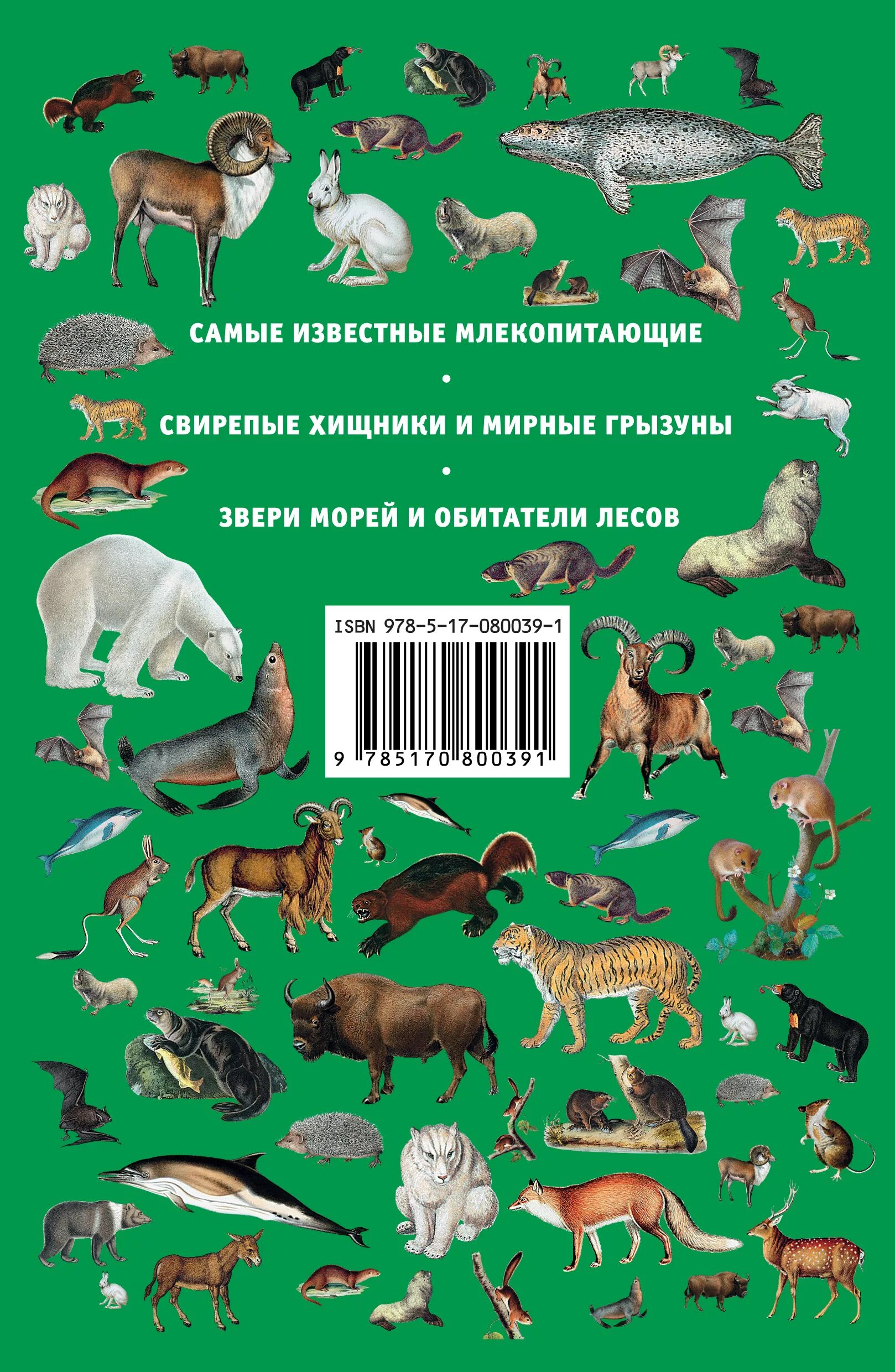 Млекопитающие примеры названия. Млекопитающие животные. Млекопитающие названия. Список млекопитающих животных. Млекопитающие это какие животные.