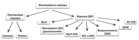 Метод генетических маркеров