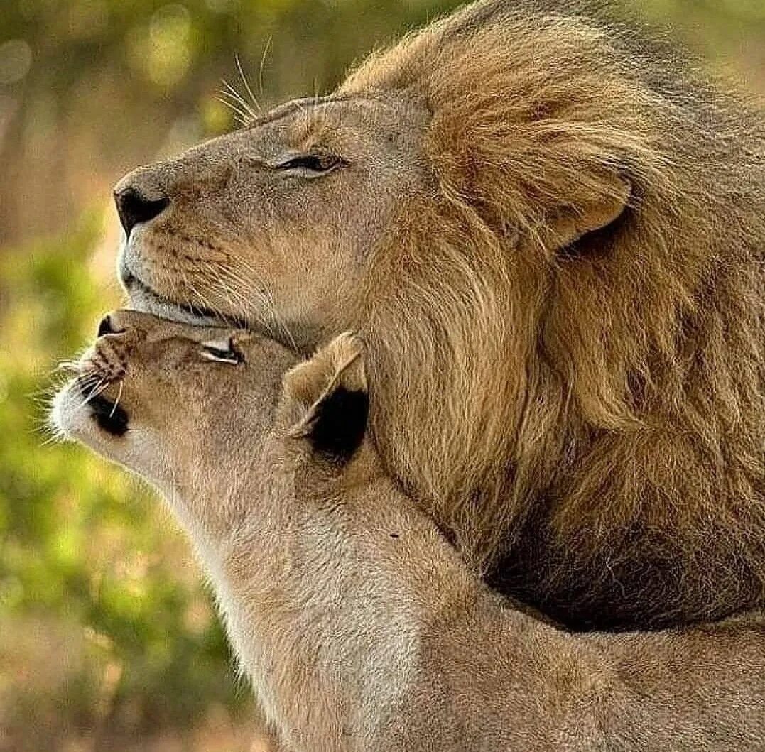 Лев и львица. Лев. Львы любовь. Нежность животные. Скучаю лев