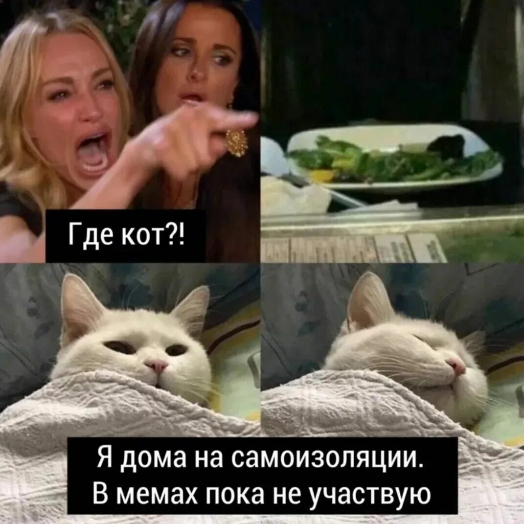 Создать мем с котами. Мемы с котами. кот мем. мемы с котамb. vtvs c rejnfvb.