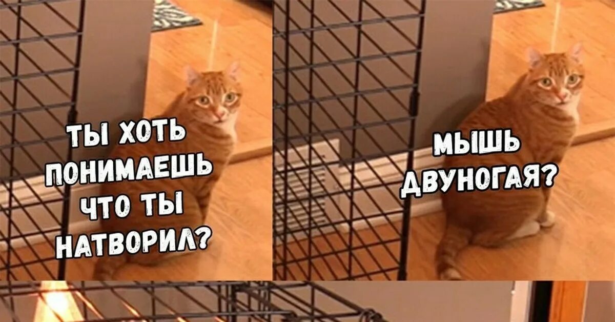 Ты че мышь. Ты хоть понимаешь что ты натворил мышь двуногая. Мэм кот и елка в клеткн. Понимаешь что натворил мышь двуногая.