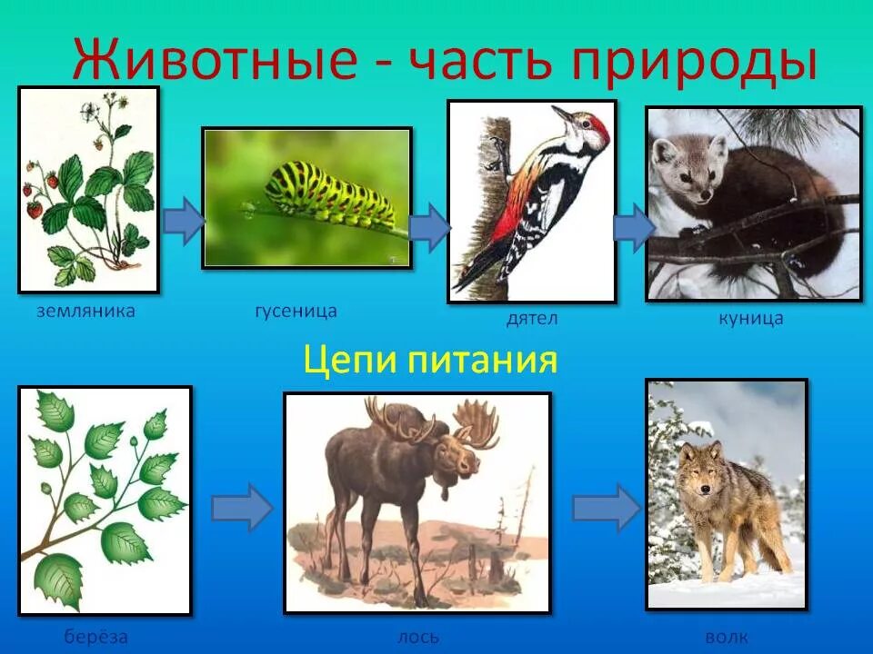 Зверь части слова. Цепи питания. Цепи питания животных. Пищевая цепочка. Пищевая цепочка животных.