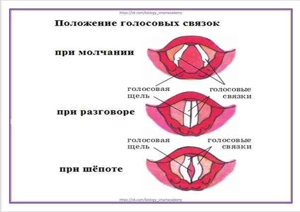 Как посадить голос. Положение голосовых связок. Строение голосовых связок при шепоте. Голосовые связки при шепоте при разговоре.